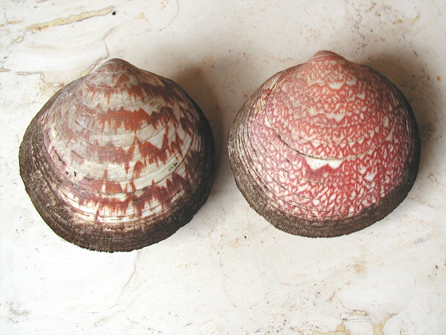 Glycymeris sp.